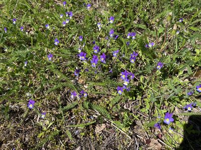 Viola tricolor, photographed by tuohinopsakki