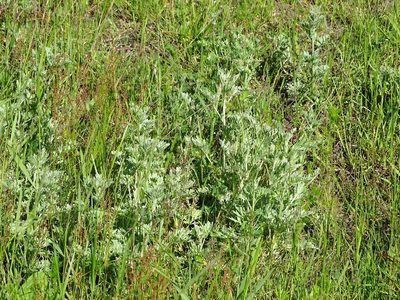 Artemisia absinthium, photographed by Grzegorz Grzejszczak