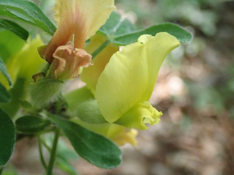 Chamaecytisus elongatus, photographed by John Kenrick Gibson
