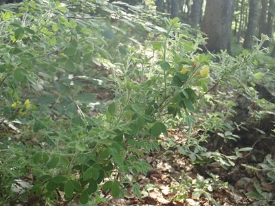 Chamaecytisus elongatus, photographed by John Kenrick Gibson
