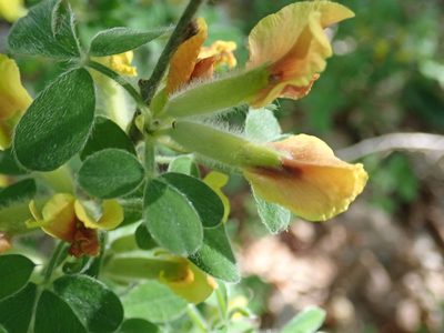 Chamaecytisus elongatus, photographed by John Kenrick Gibson