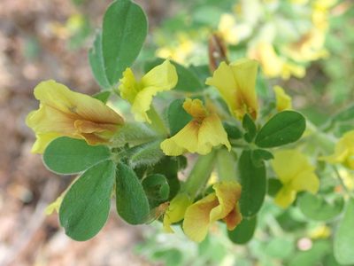 Chamaecytisus elongatus, photographed by John Kenrick Gibson
