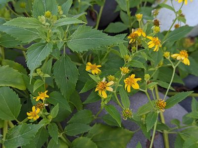 Wollastonia biflora, photographed by jackywu