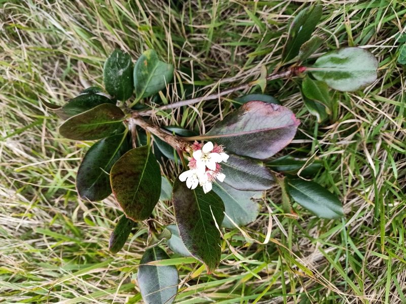 Rhaphiolepis umbellata, photographed by Sunita Singh