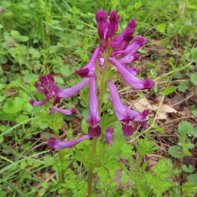 Corydalis incisa, photographed by Timur Kalininsky