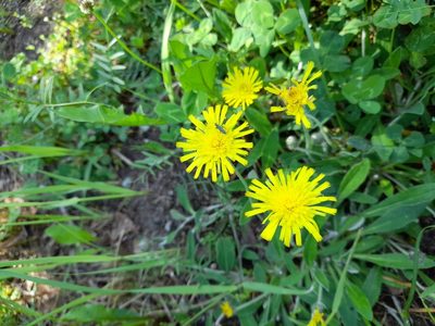 Pilosella officinarum, photographed by Łucja Borsuk