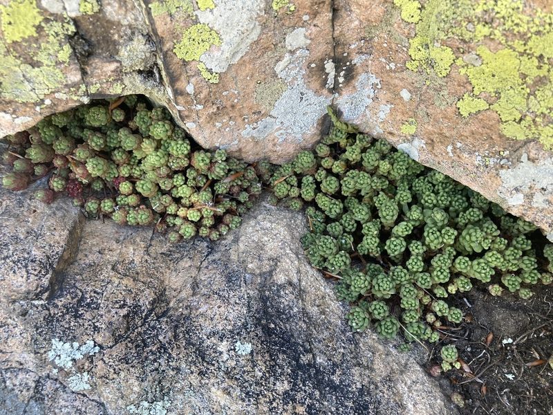 Sedum hirsutum, photographed by Marc Riera