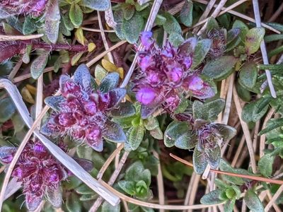 Thymus praecox, photographed by Martin Kalfatovic