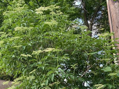 Sambucus canadensis, photographed by Mason Heberling