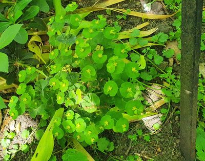 Euphorbia amygdaloides, photographed by David Carey