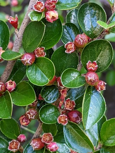 Cotoneaster hjelmqvistii, photographed by Martin Kalfatovic