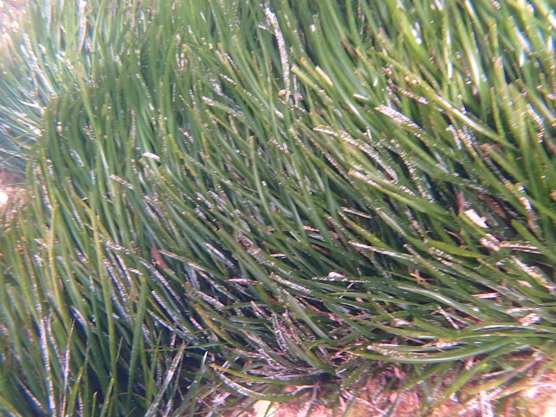 Posidonia oceanica, photographed by luluchouette