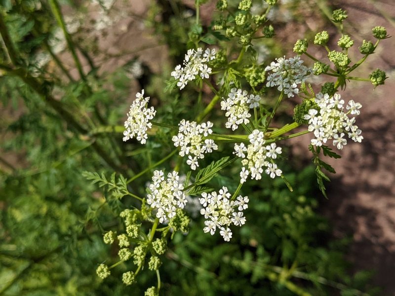 Torilis japonica, photographed by Martin Kalfatovic