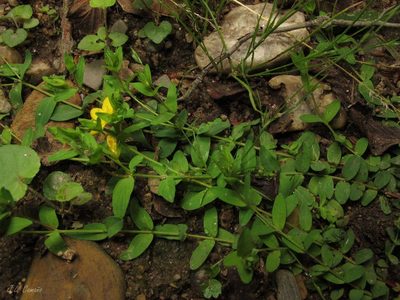 Hypericum humifusum, photographed by José Luis Camaño