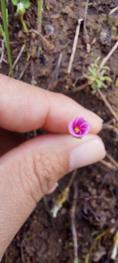 Oxalis falcatula, photographed by sharndreheuvel