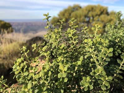 Prostanthera schultzii, photographed by Samuel Frankel