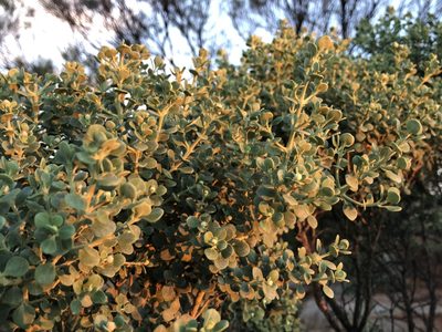 Prostanthera schultzii, photographed by Samuel Frankel