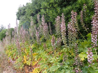 Acanthus mollis, photographed by luluchouette