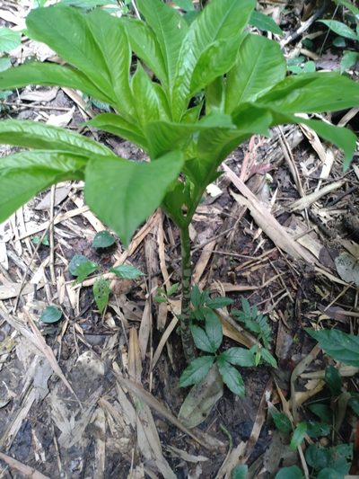 Amorphophallus paeoniifolius, photographed by Utain Pummarin