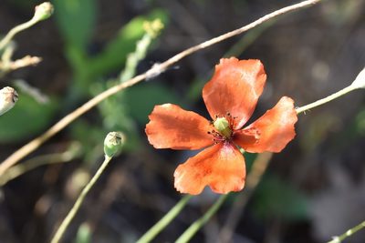 Papaver dubium, photographed by Jacqueline Jeanne
