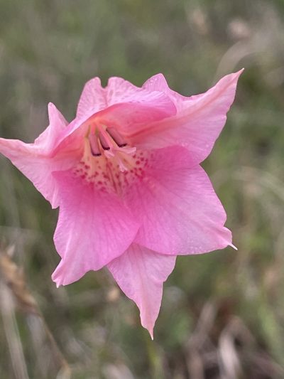 Gladiolus meridionalis, photographed by Sean Privett