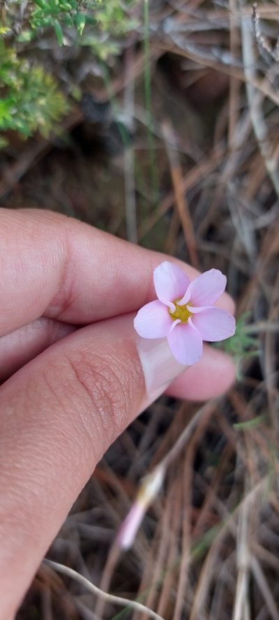 Oxalis falcatula, photographed by sharndreheuvel