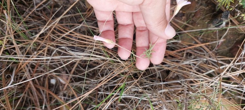 Oxalis falcatula, photographed by sharndreheuvel