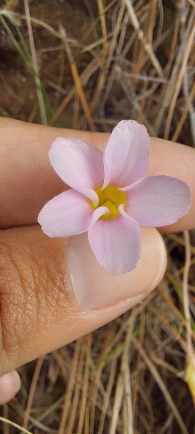Oxalis falcatula, photographed by sharndreheuvel