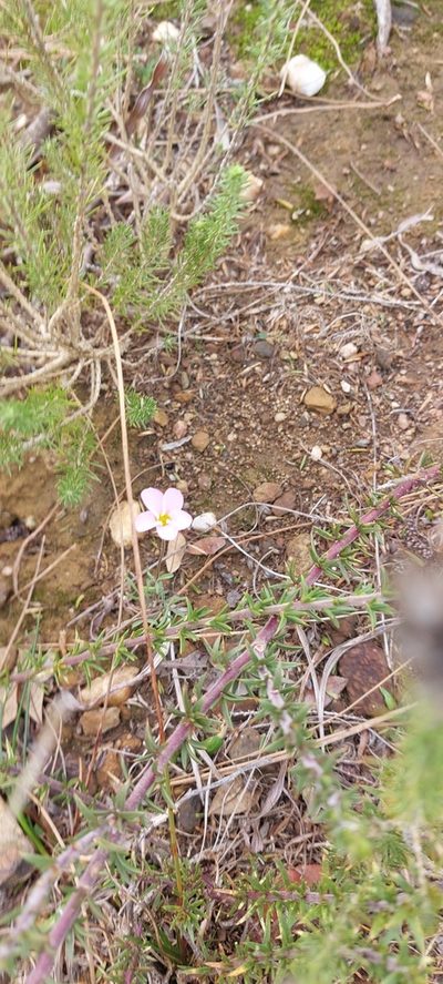 Oxalis falcatula, photographed by sharndreheuvel