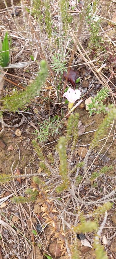 Oxalis falcatula, photographed by sharndreheuvel