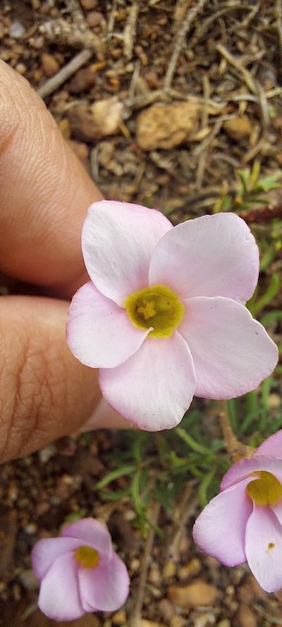 Oxalis falcatula, photographed by sharndreheuvel