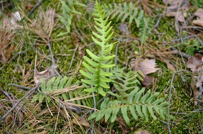 Polypodium vulgare, photographed by aga_l_