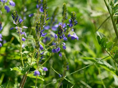 Veronica teucrium, photographed by Andreas Stiller
