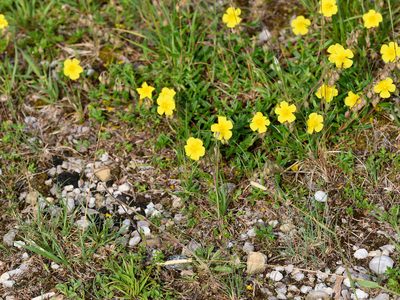 Helianthemum nummularium, photographed by Andreas Stiller