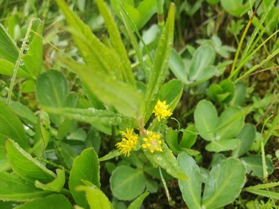 Lysimachia thyrsiflora, photographed by Morten Rosenvold Villadsen