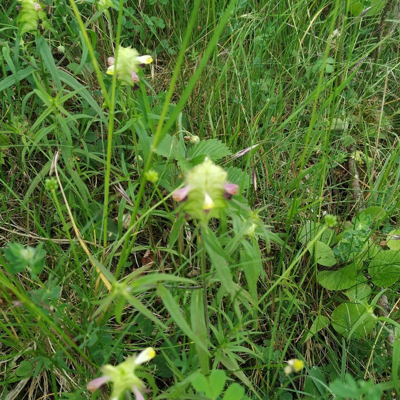 Melampyrum cristatum, photographed by Angelika Baumann