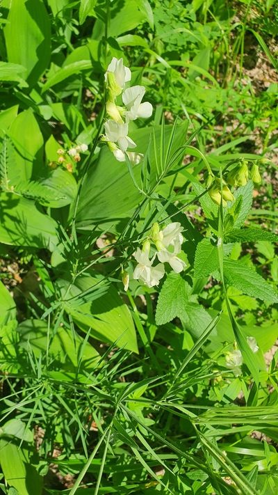 Lathyrus pallescens, photographed by Анна Митрошенкова