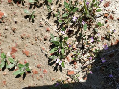 Strigosella africana