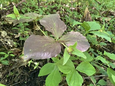 Trillium grandiflorum, photographed by Mason Heberling