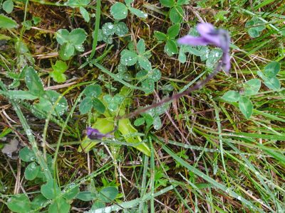 Pinguicula vulgaris, photographed by Morten Rosenvold Villadsen