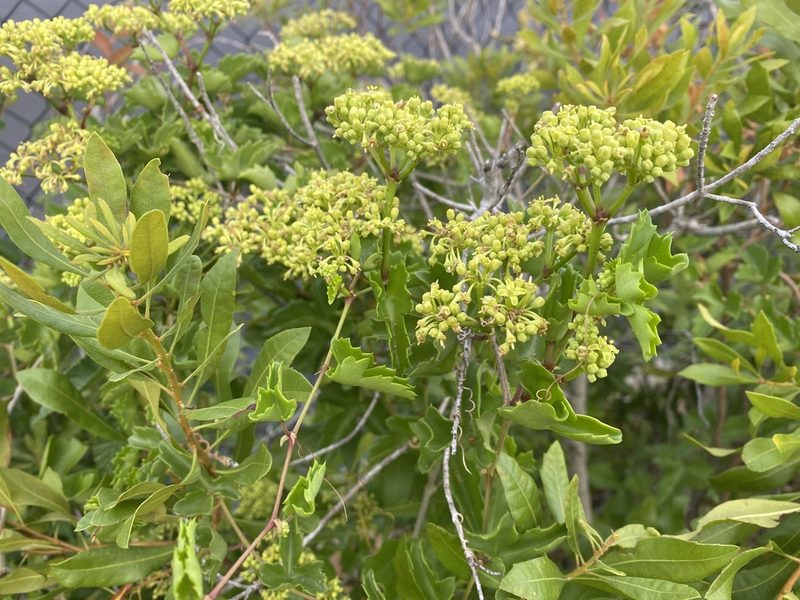 Cissus trifoliata, photographed by Jaime González