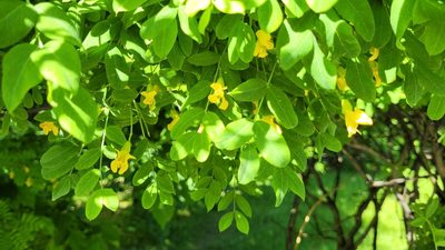 Caragana arborescens, photographed by Pavel Smirnov