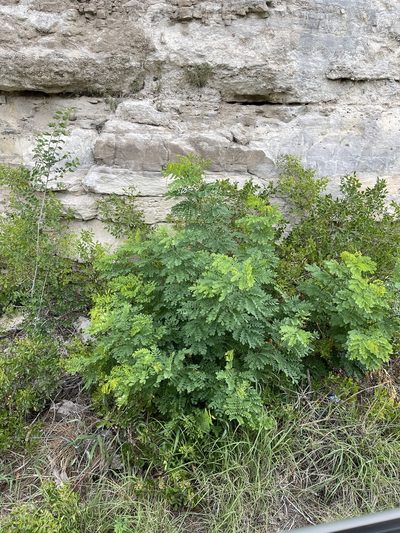 Leucaena retusa, photographed by CK2AZ