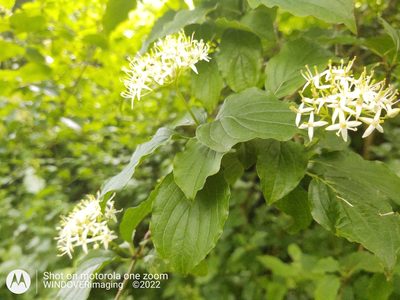 Cornus sanguinea, photographed by Nigel Bentley