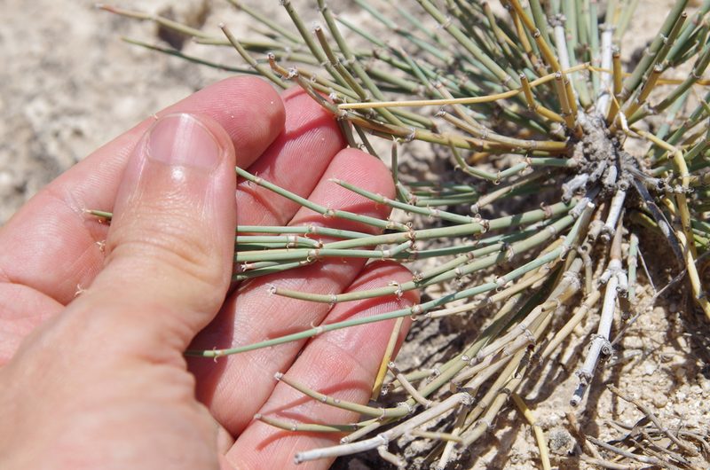 Ephedra torreyana, photographed by Eric Knight