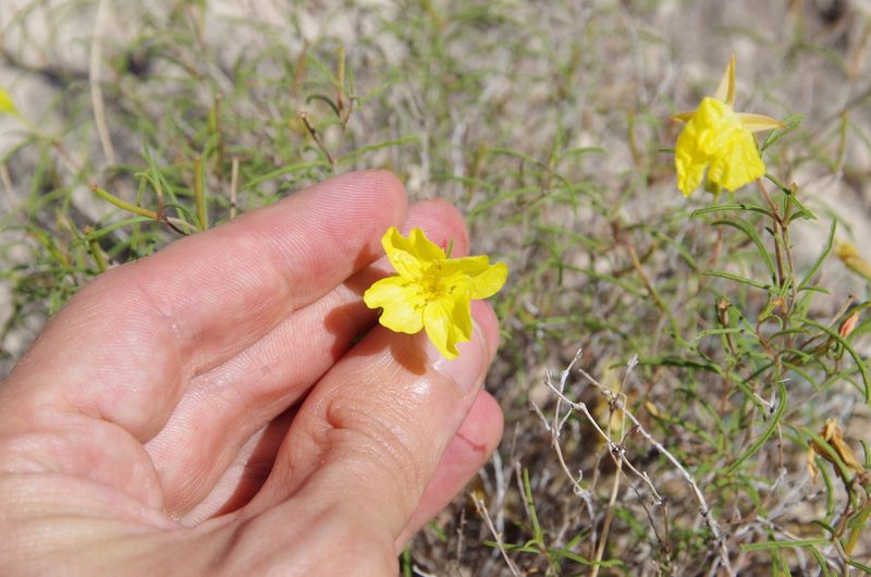 Oenothera gayleana, photographed by Eric Knight