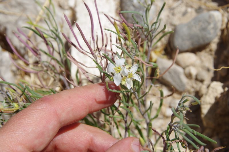 Nerisyrenia linearifolia, photographed by Eric Knight