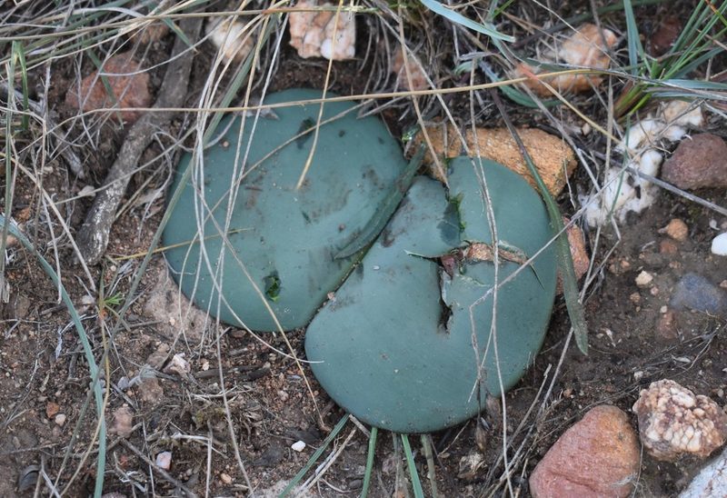 Haemanthus sanguineus, photographed by Justin Ponder