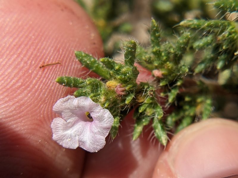 Tiquilia hispidissima, photographed by Eric Knight