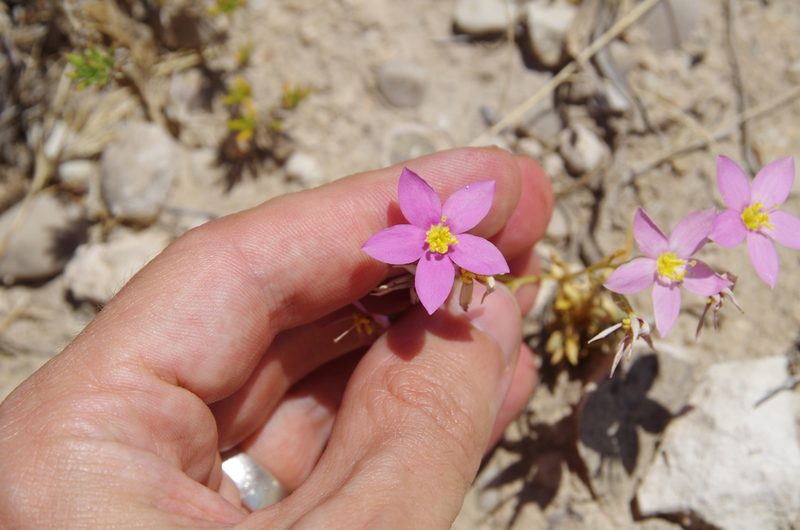 Zeltnera maryanniana, photographed by Eric Knight